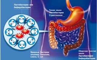 Folk remedies for restoring intestinal microflora