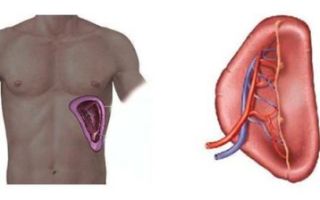 Recovery after spleen removal