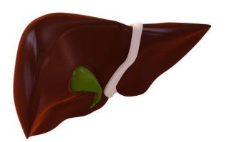 Liver recovery after antibiotics