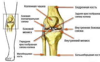 Restoration of cartilage tissue of the knee joint