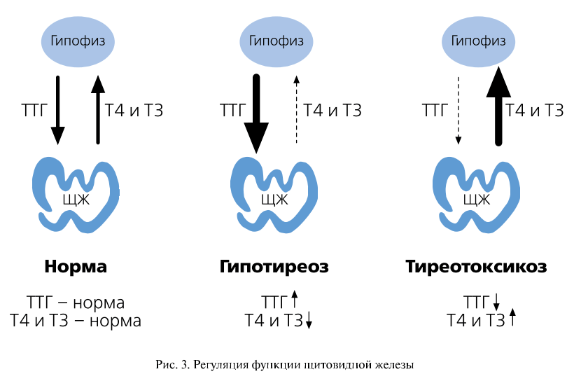 Ттг т3 т4. Гипотиреоз ТТГ т4. Гипотиреоз показатели т3 и ТТГ. Показатели ТТГ И т4. Гормон ТТГ т3 и т4 при гипотиреозе.