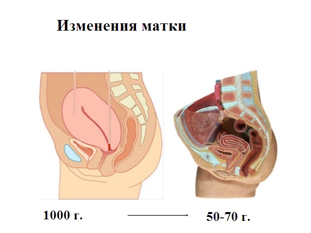 Indicators of changes in the uterus after childbirth